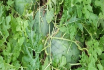 河南唐河縣的特產，梔子品質上乘